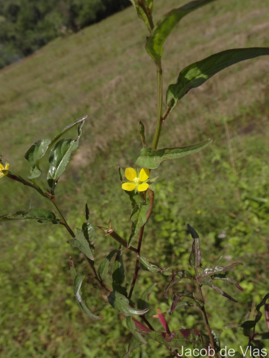 Ludwigia hyssopifolia (G.Don) Exell